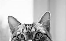 猫咪英文名字大全洋气