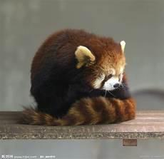 大熊猫头像可爱图片